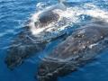 Inquisitive humpback whales